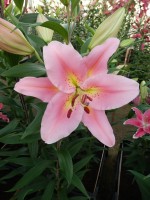 [4365 Roberta DJ No02.JPG]